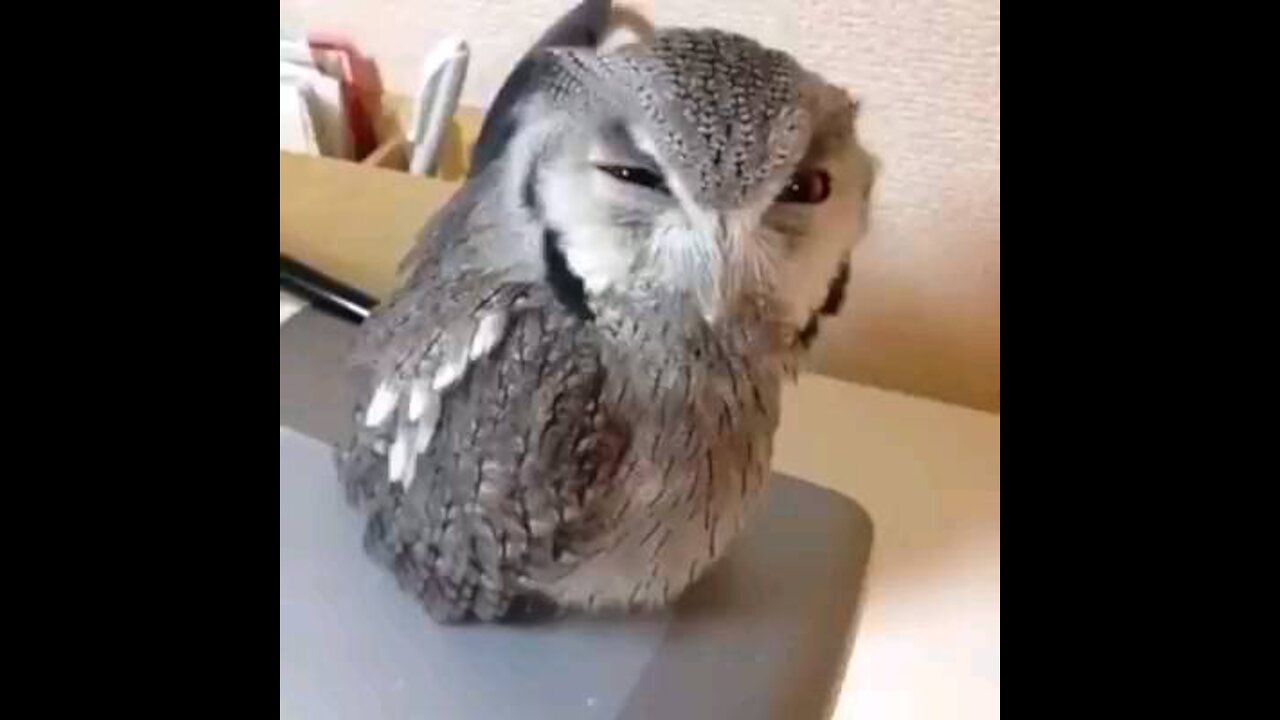 Angry owl with dumb sound effect