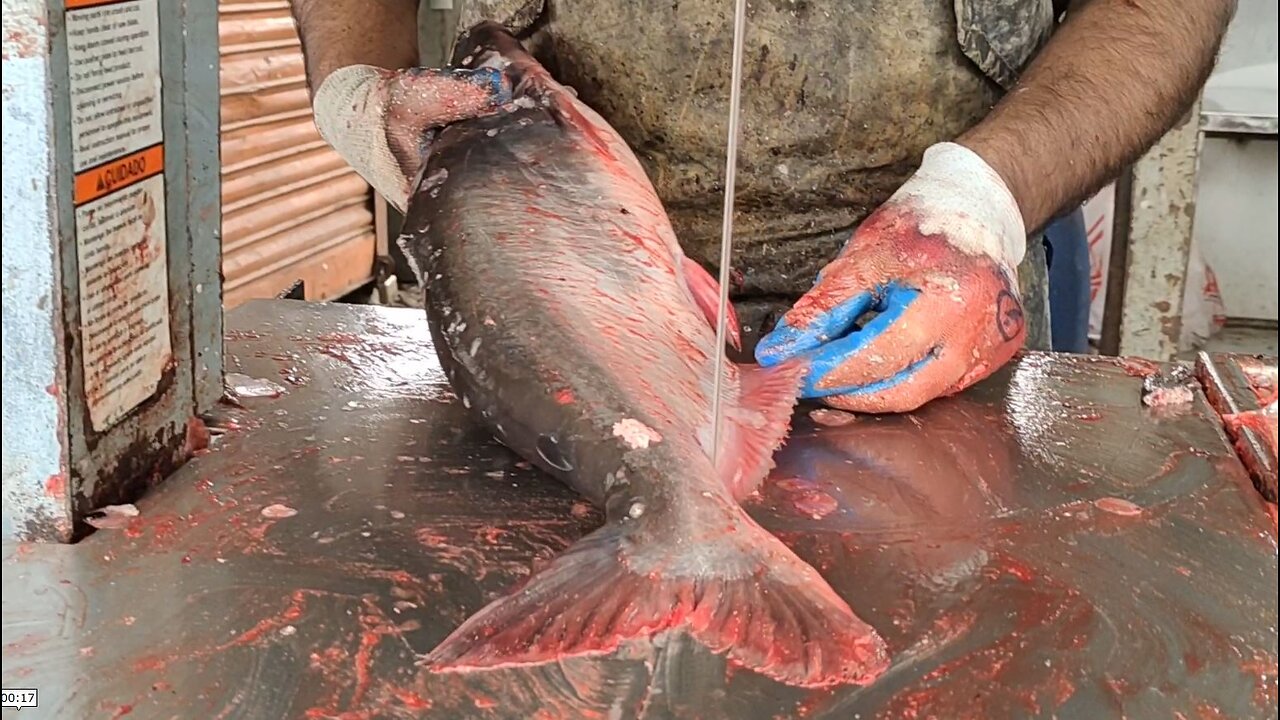 Big Pangas Fish Cutting New Style l Pangas Fish Cutting By Machine