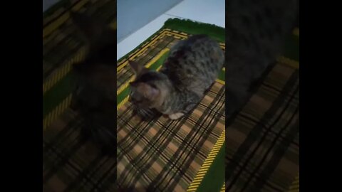 Kucing