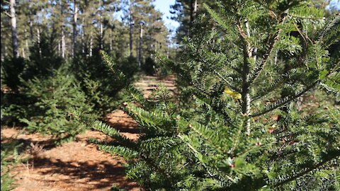 Christmas tree shortage in Southeast Wisconsin