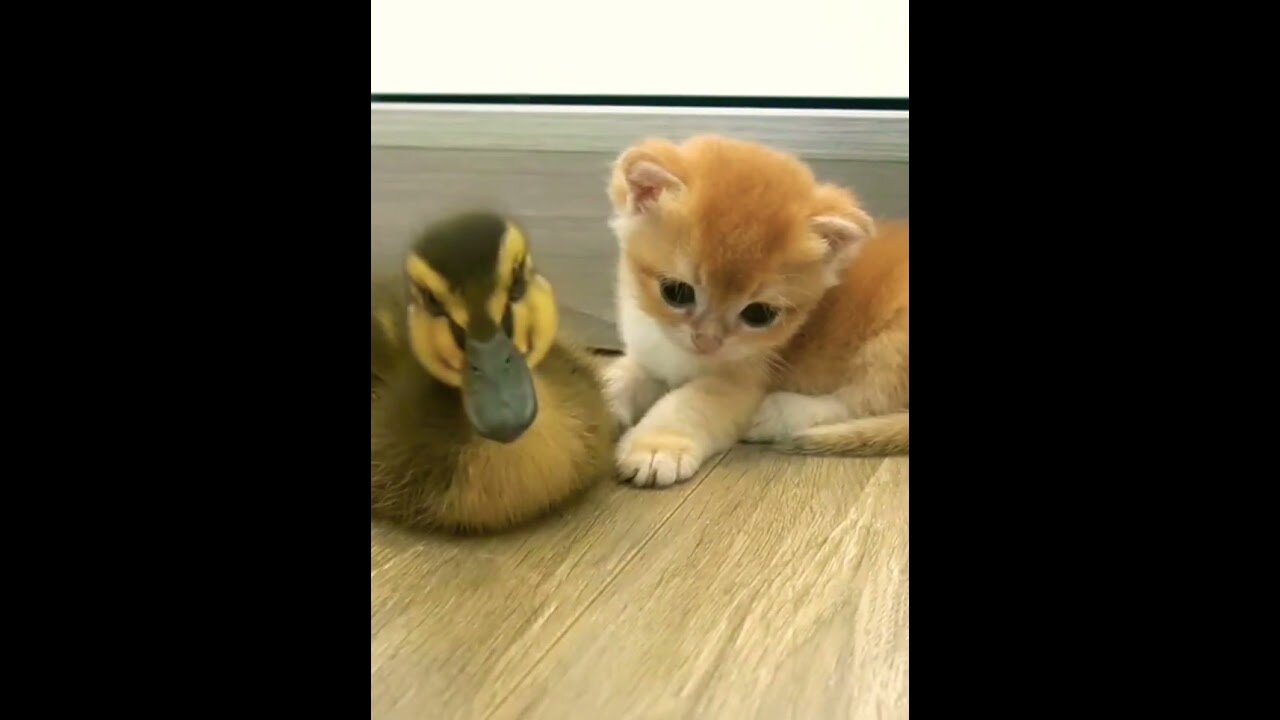 kitten and duck baby