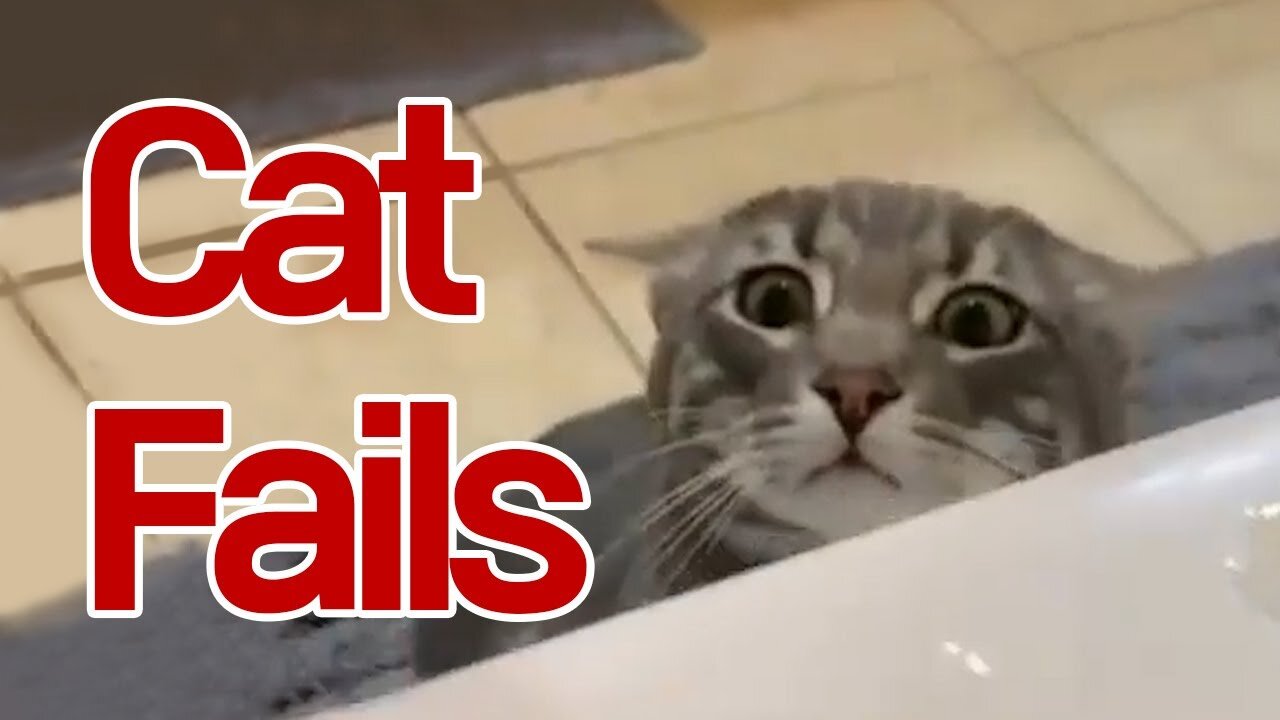 Try not to laugh - Funniest cat fails