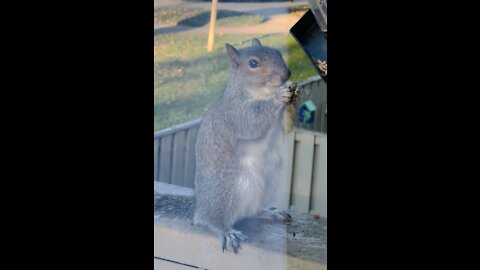 This Squirrel looks so cute while eating #squirrel