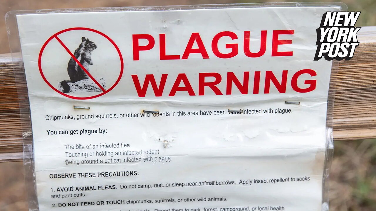 US patient dead from bubonic plague as concerns rise over 'ongoing risk' of rodent-borne disease