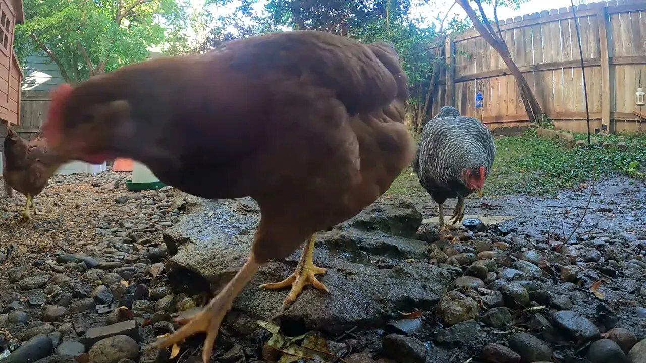 My Backyard Chickens - Episode 86