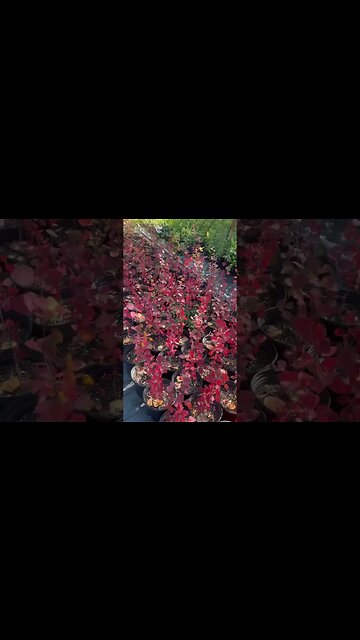 Awesome Red this year on the Swedish Aspen!