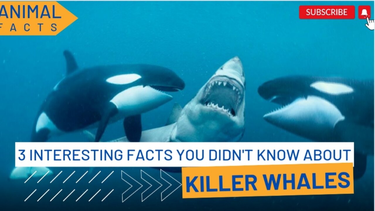 3 Fascinating Facts You Didn't Know About Killer Whales