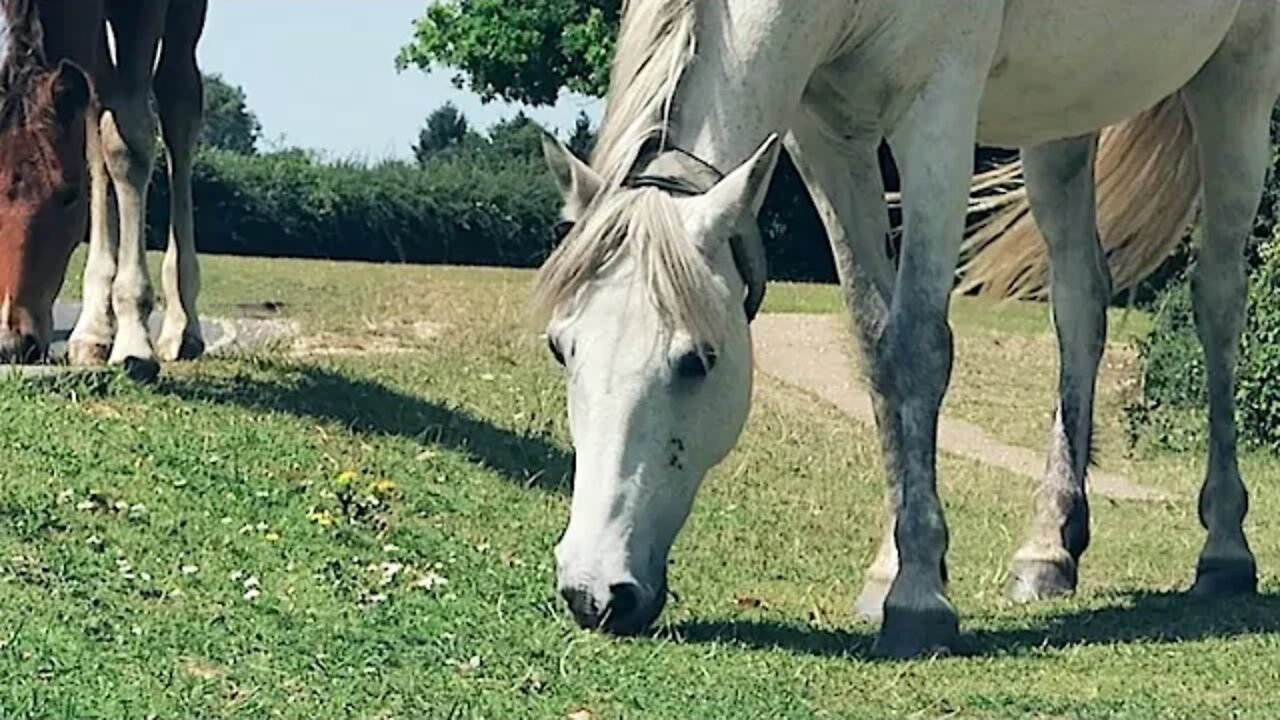 Phoenix James - VIEWS FROM THE NEW FOREST