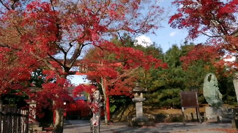 Japan Kyoto red leaves