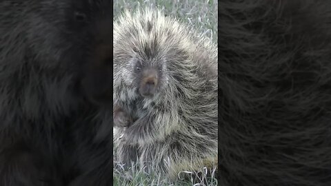 Montana porcupine #wildlife #wildlife #nature #shorts