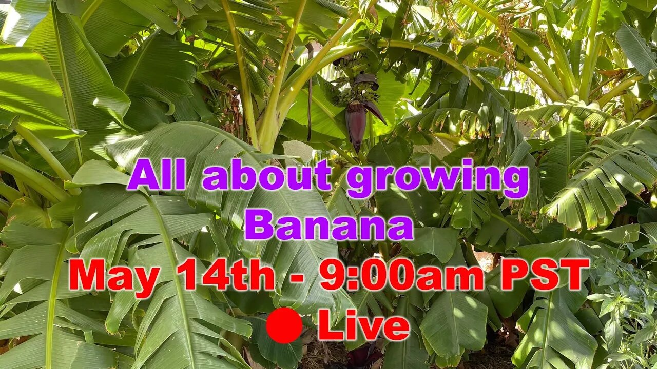 All about growing Banana with Jim - GreenMangoes