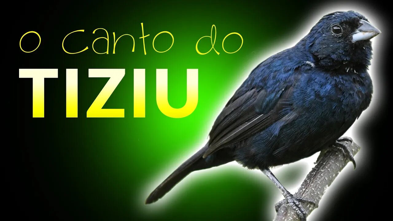 TIZIU | Pássaros Cantando na Natureza ao Amanhecer | Vida no Campo