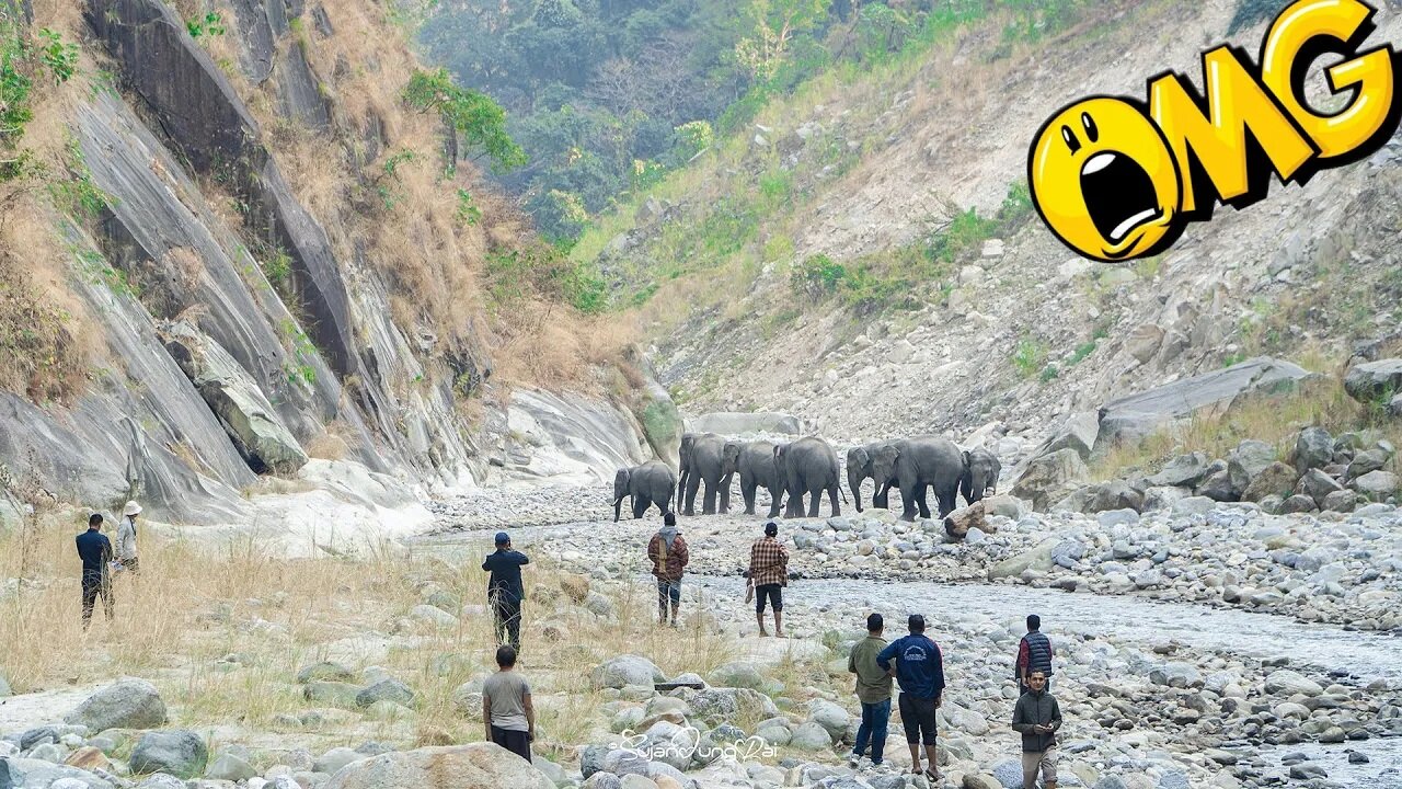 7 Elephant Rescue 😱