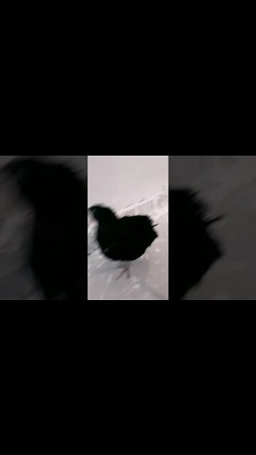 Tibetan + Italiana = Tuxedo