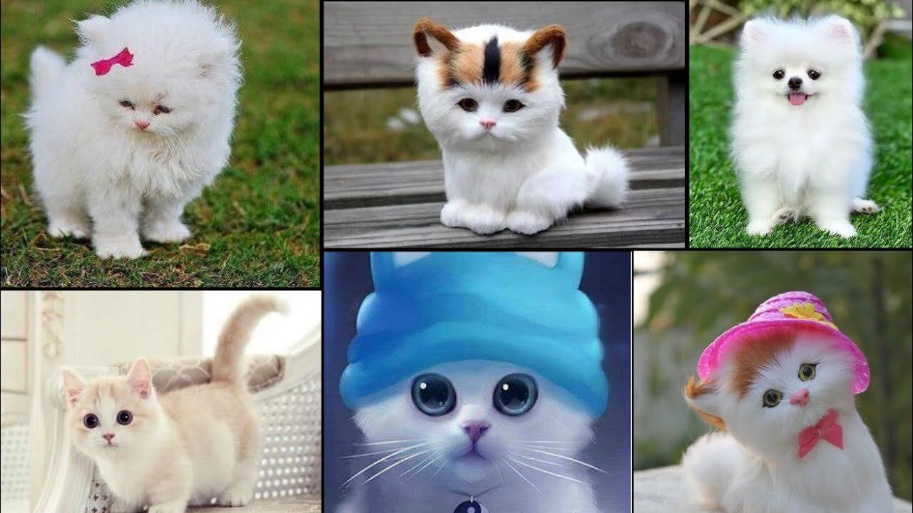 Baby Cats - Cute and Funny Cat Videos Compilation