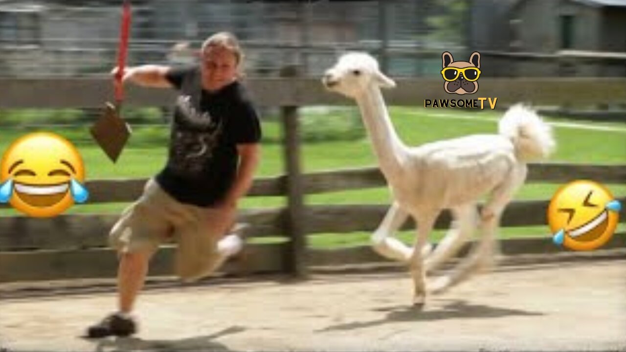 Funniest Animals 2023 π Funny Dogs and Cats Videos πΊπΆ Part 2