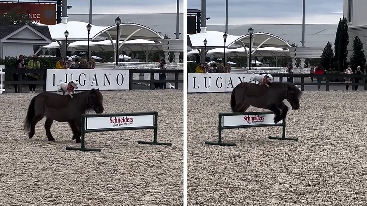 Jack Russell & horse show their unbelievable bond as pup rides pal bareback