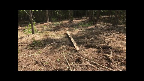 Opening up woods for family recreation and more