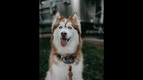 Husky Talking Back, She Knows she is Lovely!