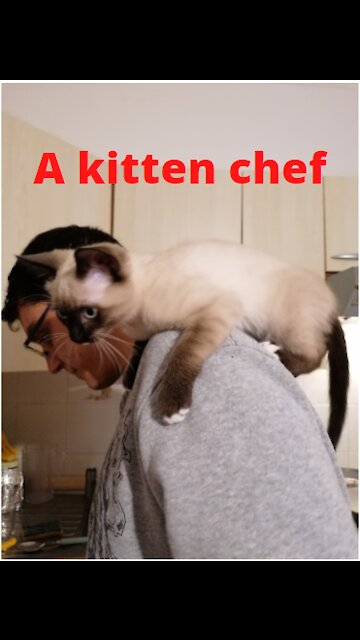 a Kitten inspecting his Hooman on cooking