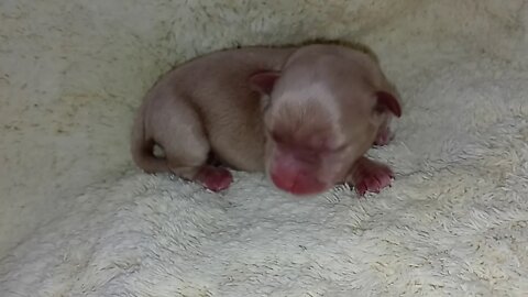 K Litter..All Spoken For