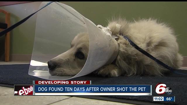 Dog found 10 days after owner shot the pet