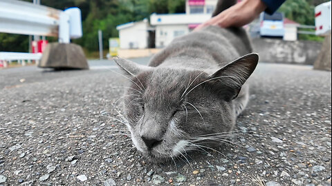 When I stroked the grey cat at the ferry terminal, it rolled around and was so cute!