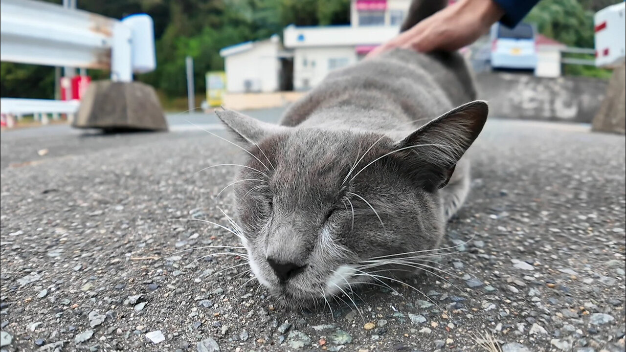 When I stroked the grey cat at the ferry terminal, it rolled around and was so cute!