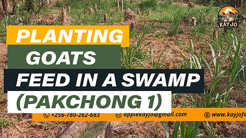 Planting Goats Feed In A swamp (Pakchong 1) | ep7 #pakchong #farming