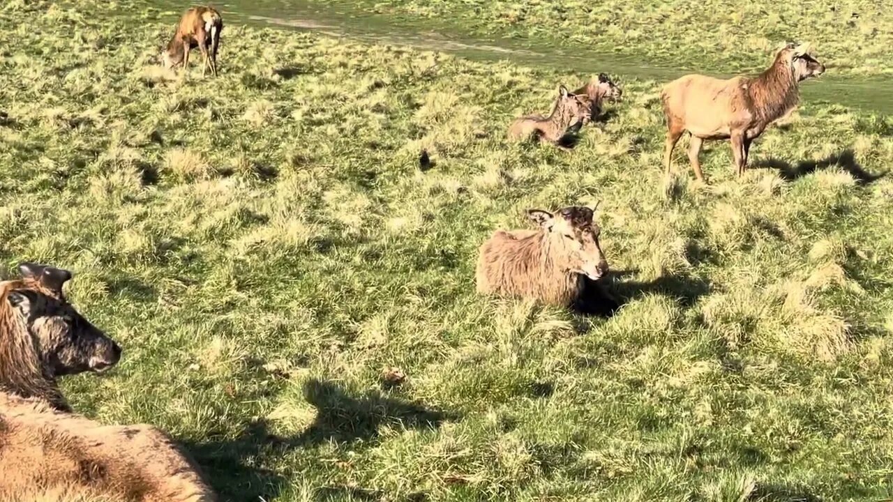 Herd on the move at Tatton Park