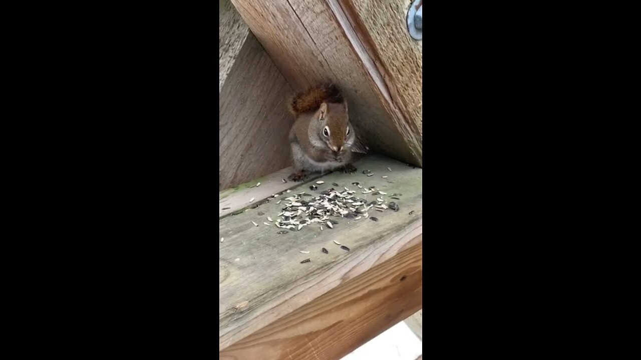 Squirrel
