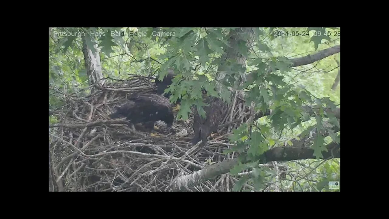 Hays Eagles Juveniles try to figure out what to do with live fish Dad brought in 2021 05 24 9:44AM