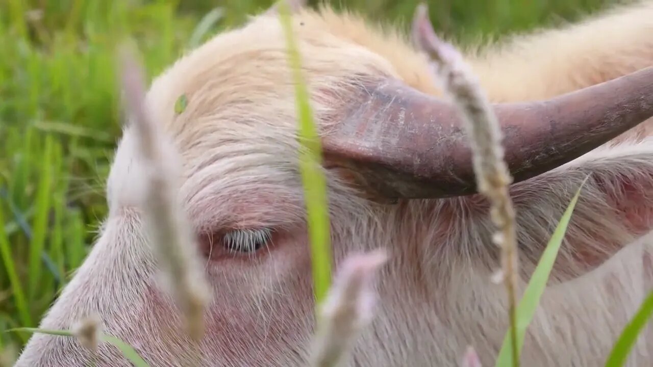 Grazing Pink Buffalo or Bull in Green Grass Closeup