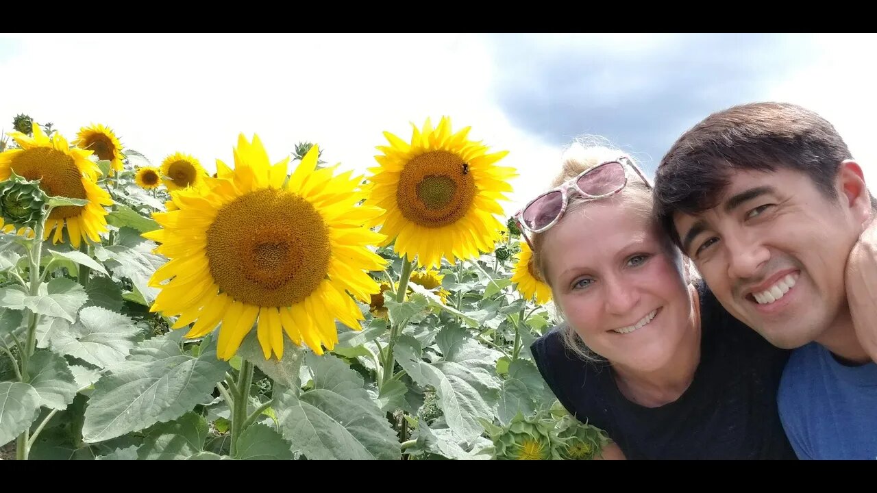 SMITHMYER SUNFLOWER FARM & WILLIAMSBURG, PA