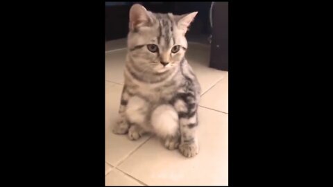 Funniest cats video part 4 🐱#sheru22kh #catsvideo #cutecats