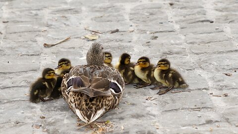 Ducklings adorable heartwarming sight in nature😍