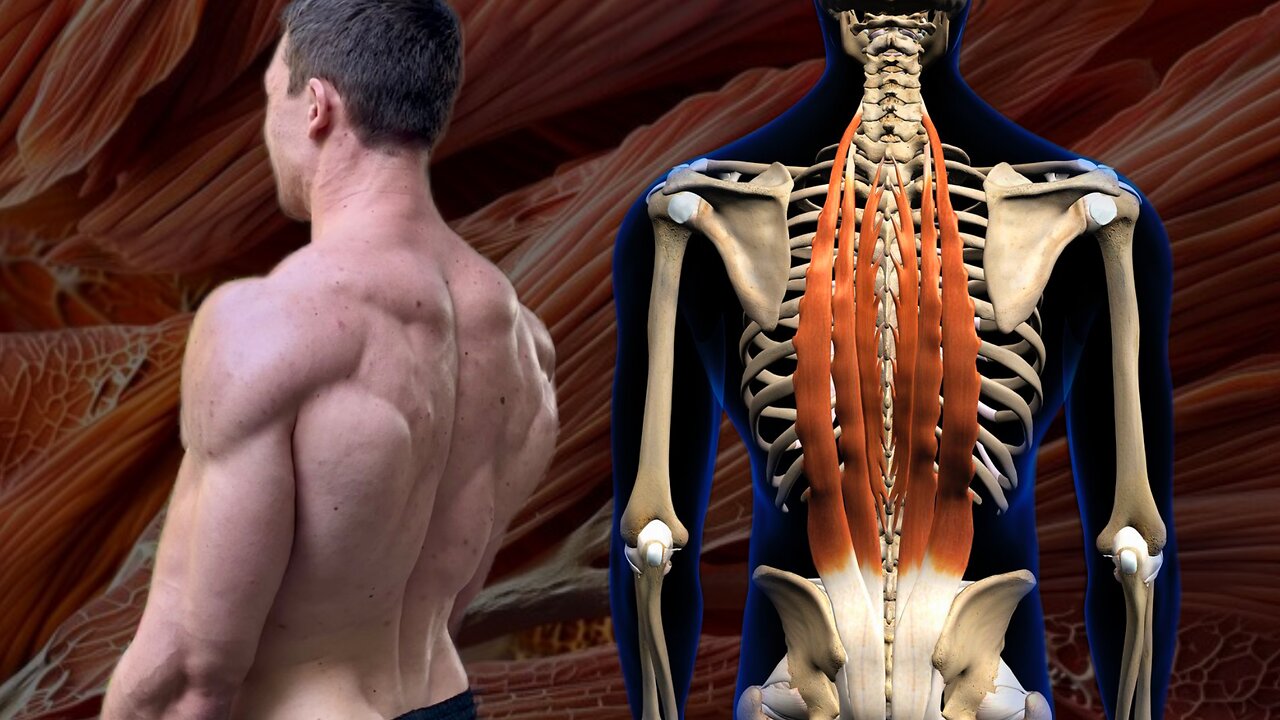 Core Muscles Of The Back - Anatomy & Training