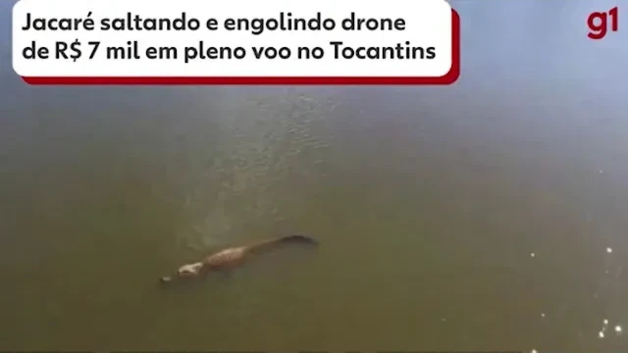 Alligator leaps out of Brazilian river and snatches drone in mid flight