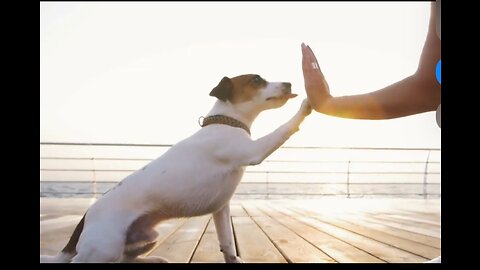 Brain training for dogs