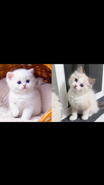 Mama Cat Takes Back Crying Kitten From Toddler