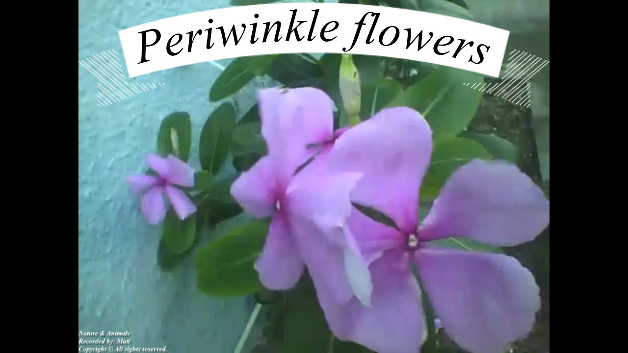 Periwinkle flowers! [Nature & Animals]