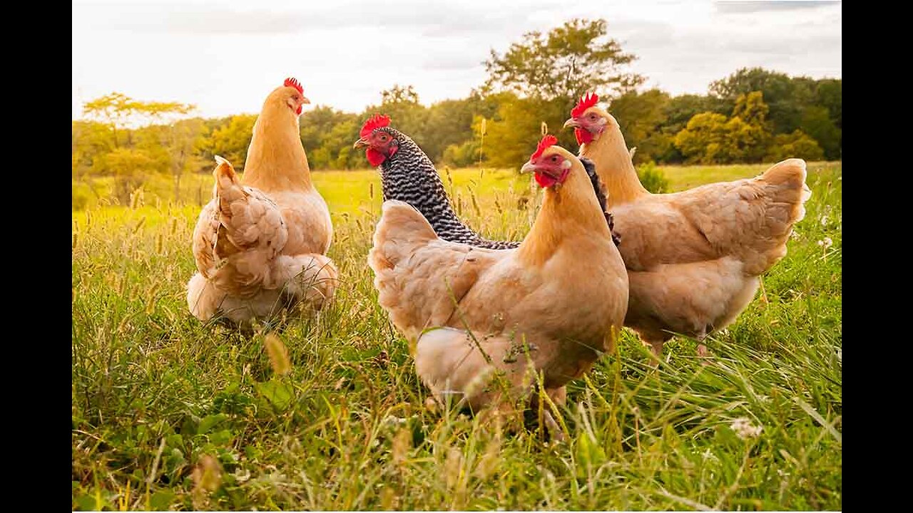 How To Raising Millions of Free Range Chicken For Eggs and Meat - Chicken Farming - Meat Factory