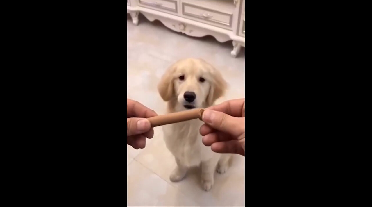 Funny anmals Videos 2024 - Funny Cats/Dogs Funny animals Part 2
