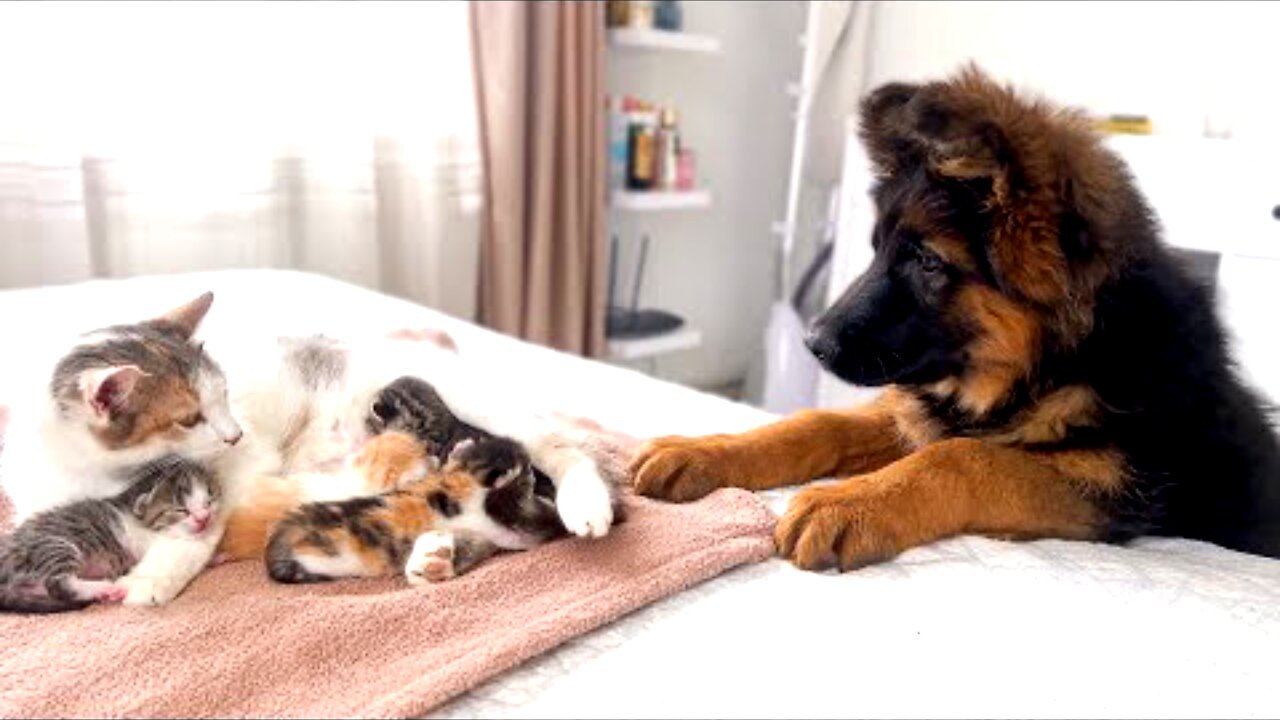 German shepherd meet first time little cats