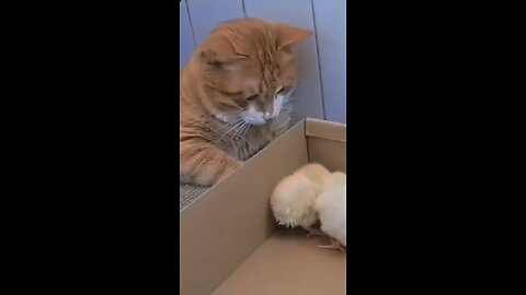 Funny Cat vs Birds Compilation