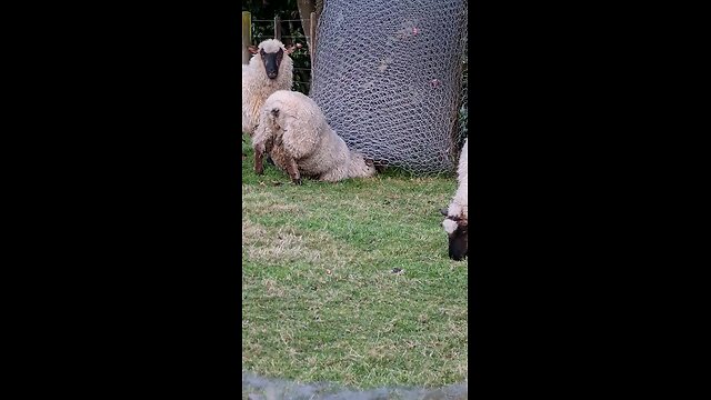 The Grass Always Seems Greener Somewhere Else