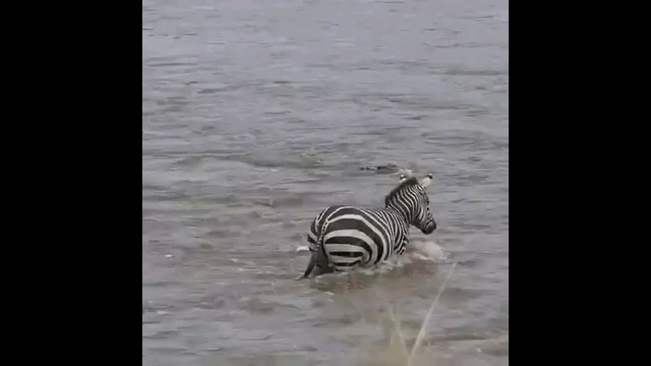 ZEBRA EAT CRODODILE