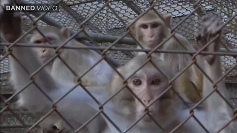 Did The CDC Start A New Pandemic In Pennsylvania