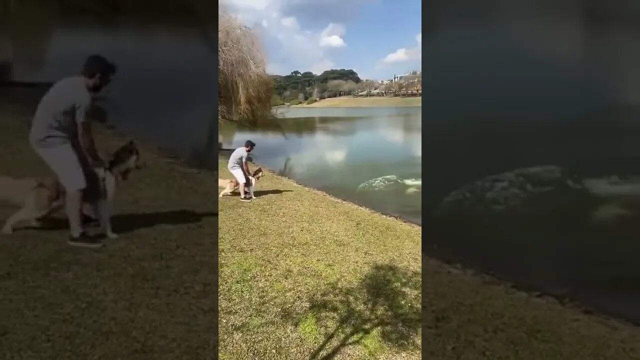 capivara tenta atacar um cachorro 😱😱😱