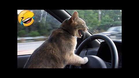 Funny Animal Videos 2022 😂 Funniest Cats And Dogs Videos 😺😍